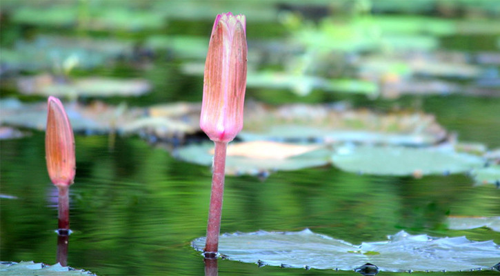 শাপলা কলি