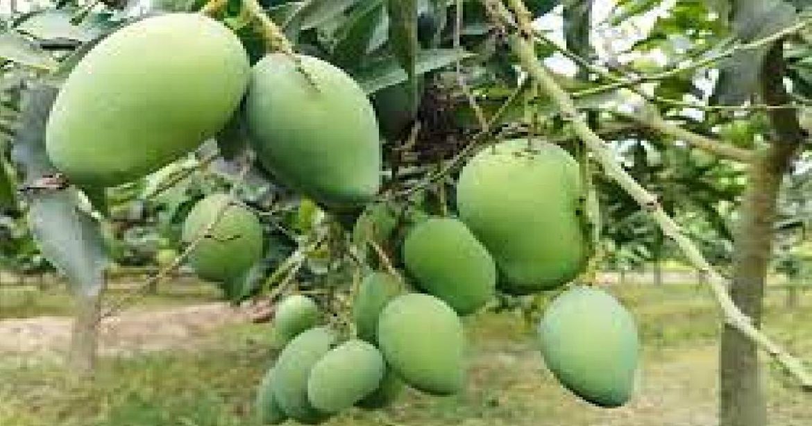 পোরশার আম